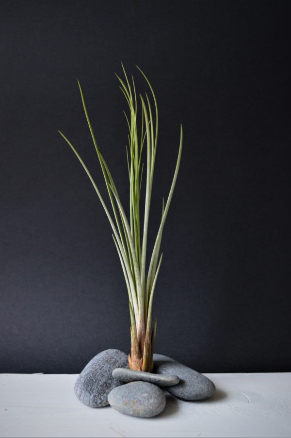 juncea väike