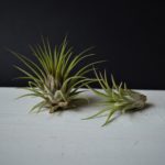 ionantha