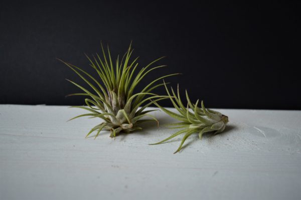 ionantha