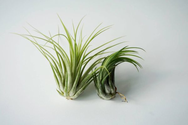 Ionantha var rubra