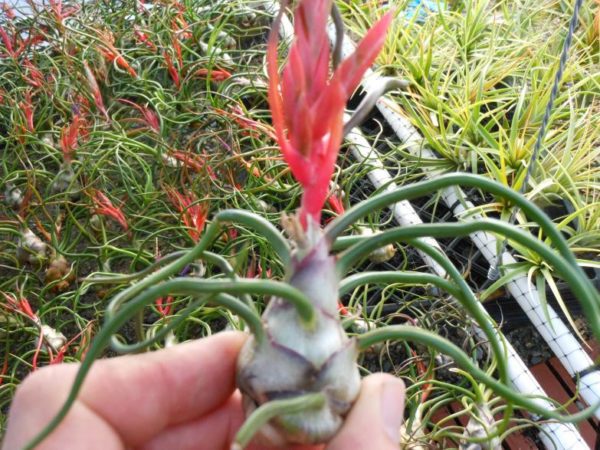 bulbosa 1