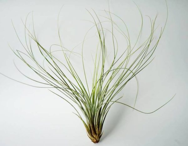 lill juncea