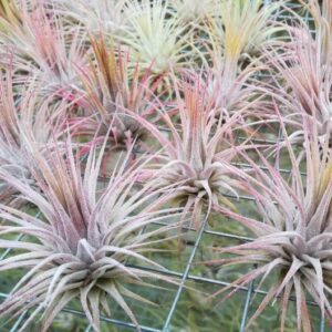 Tillandsia ionantha var ionantha