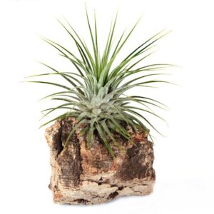 Tillandsia ionantha var ionantha
