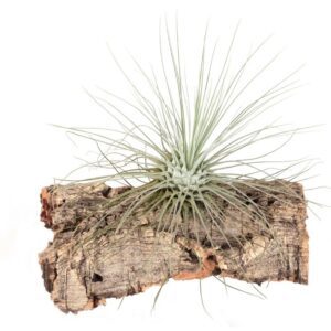 tillandsia-fuchsii-f-gracilis