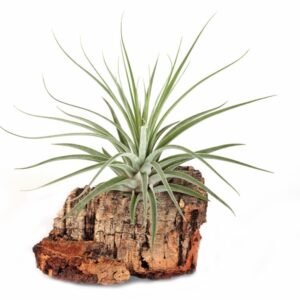 Õhutaim Tillandsia Velickiana
