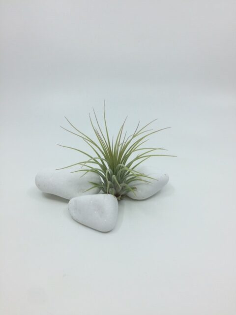 var ionantha