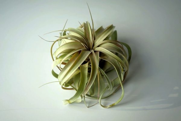 xerographica