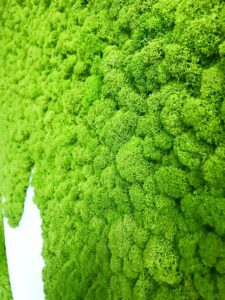 Samblikust suur logo. Säilitatud põdrasamblik. Forgreenerlife.com