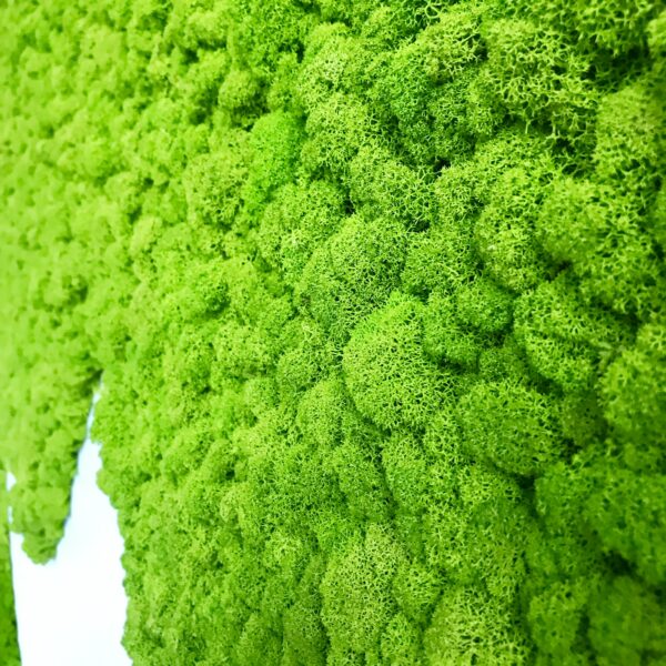 Samblikust suur logo. Säilitatud põdrasamblik. Forgreenerlife.com