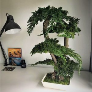 Bonsai säilitatud