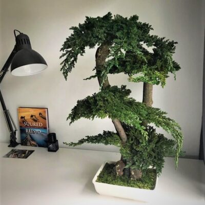 Bonsai säilitatud