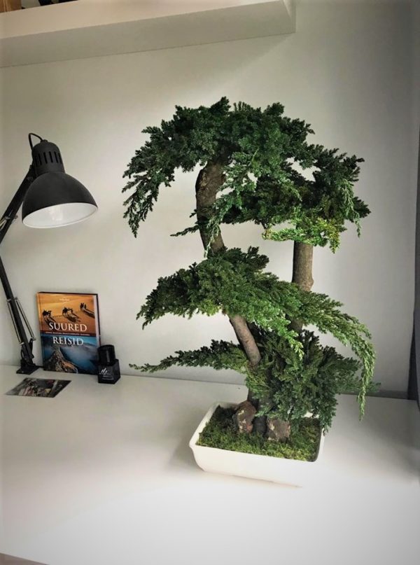 Bonsai säilitatud