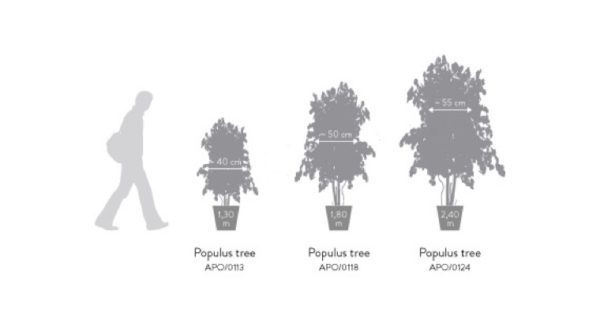 APO0124-4-slim-populus