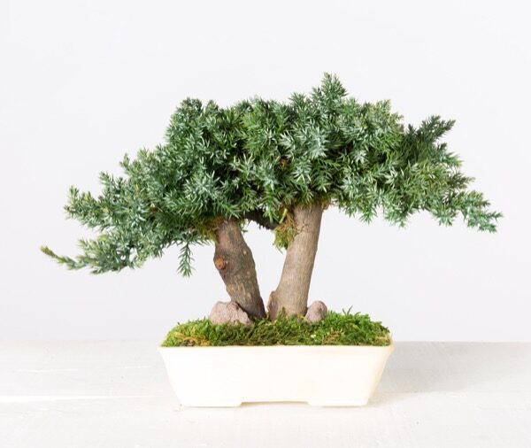 BJU15-1-bonsai-procumbens (1)