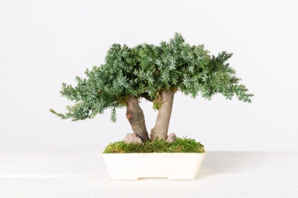 BJU15-1-bonsai-procumbens (1)