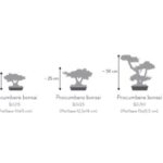 BJU15-4-bonsai-procumbens