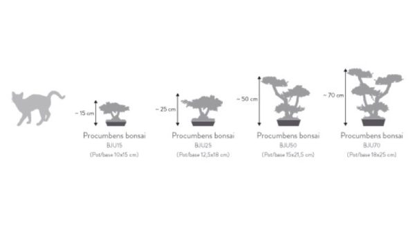 BJU15-4-bonsai-procumbens