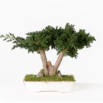 BJU25-1-bonsai-procumbens