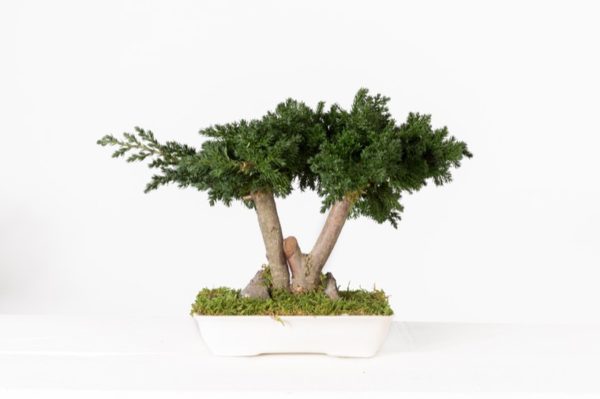 BJU25-1-bonsai-procumbens