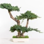BJU50-1-bonsai-procumbens