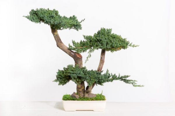 BJU50-1-bonsai-procumbens