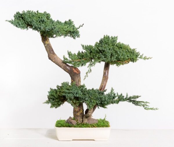 BJU50-1-bonsai-procumbens
