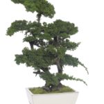BJU70-1-bonsai-procumbens