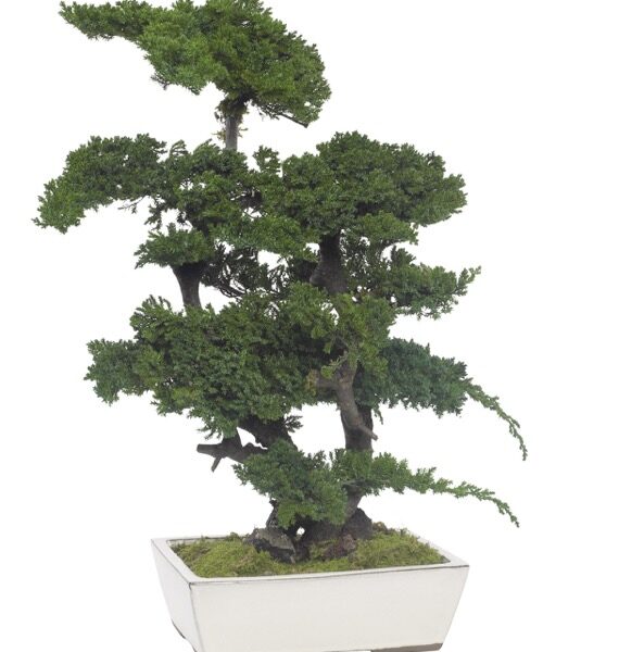 BJU70-1-bonsai-procumbens