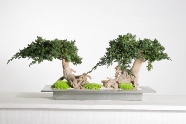 bonsai puu