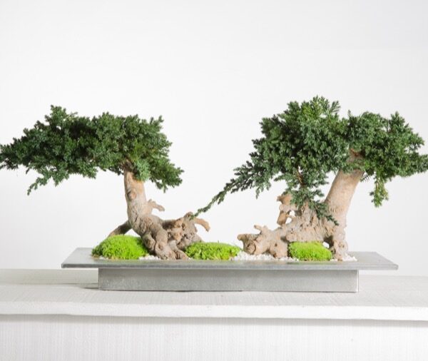 BVJD25-1-bonsai-root