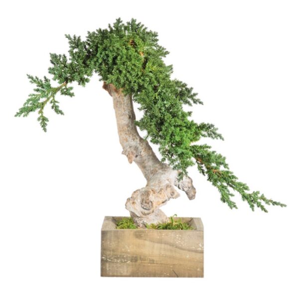 BVJS25-1-bonsai-root