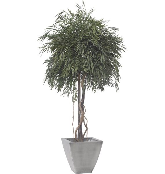 Säilitatud puud. Forgreenerlife.com