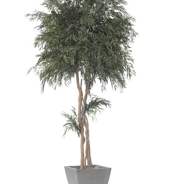 Säilitatud puud. Forgreenerlife.com