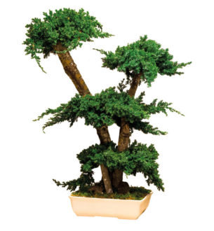 Procumbens-bonsai-305×330