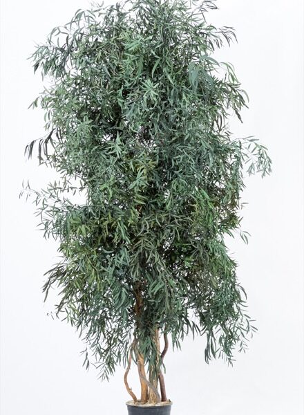 WNI0118-1-wide-nicoly