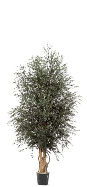 Säilitatud puud. Forgreenerlife.com