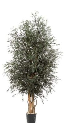 WPA0113-1-wide-parvifolia