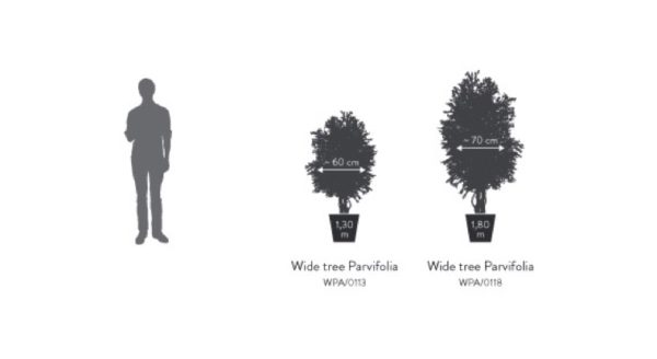 WPA0113-4-wide-parvifolia