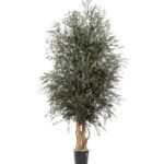 wide-parvifolia-verdissimo-305×330