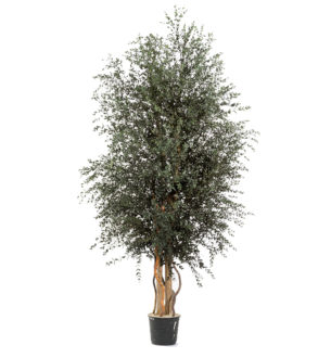 wide-parvifolia-verdissimo-305×330