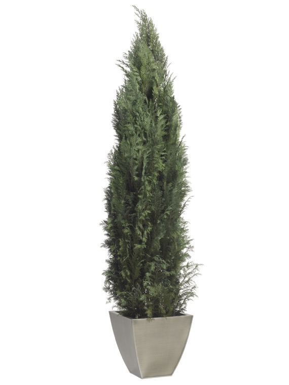 COL0114-1-conifer-columnaris-stardust