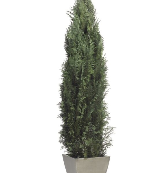 COL0114-1-conifer-columnaris-stardust