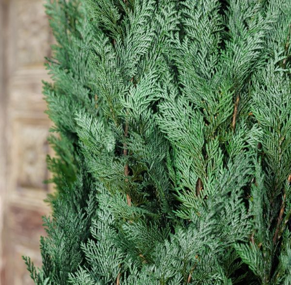 COL0120-2-conifer-columnaris-stardust