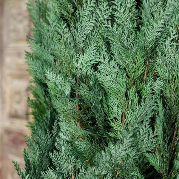 COL0120-2-conifer-columnaris-stardust