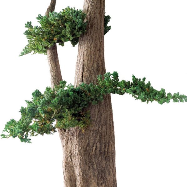 JJU0110-2-jumbo-juniperus