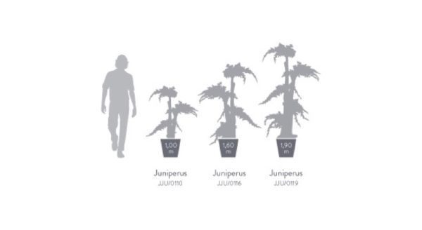JJU0110-4-jumbo-juniperus