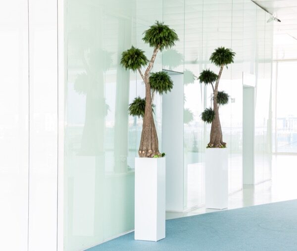 JTH0116-3-jumbo-thuja