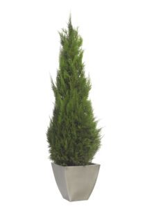 Säilitatud puud. Forgreenerlife.com