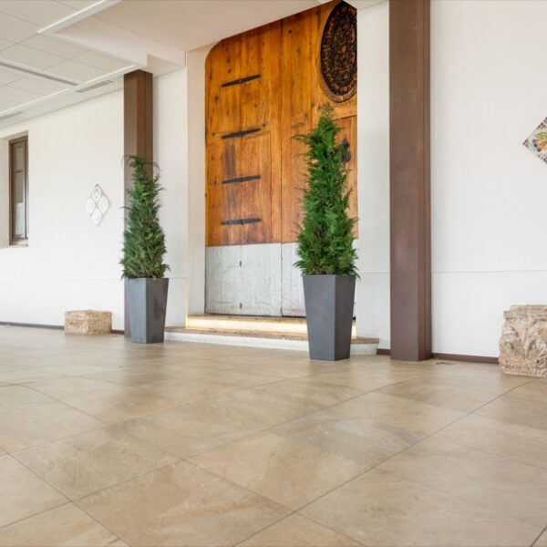 STA0114-3-conifer-columnaris-stardust